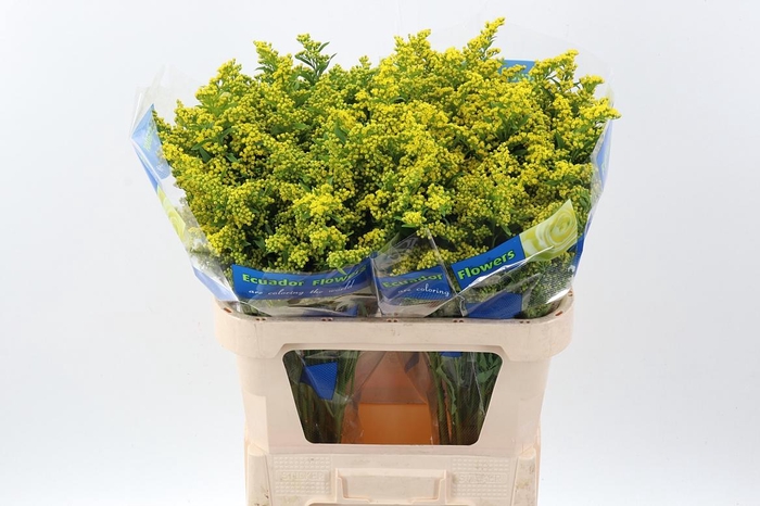 <h4>Soli Golden Glory</h4>