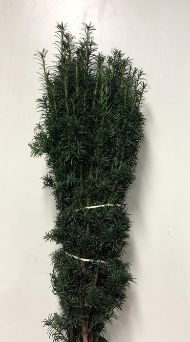 <h4>KERSTGROEN PER PAK TAXUS GROEN</h4>