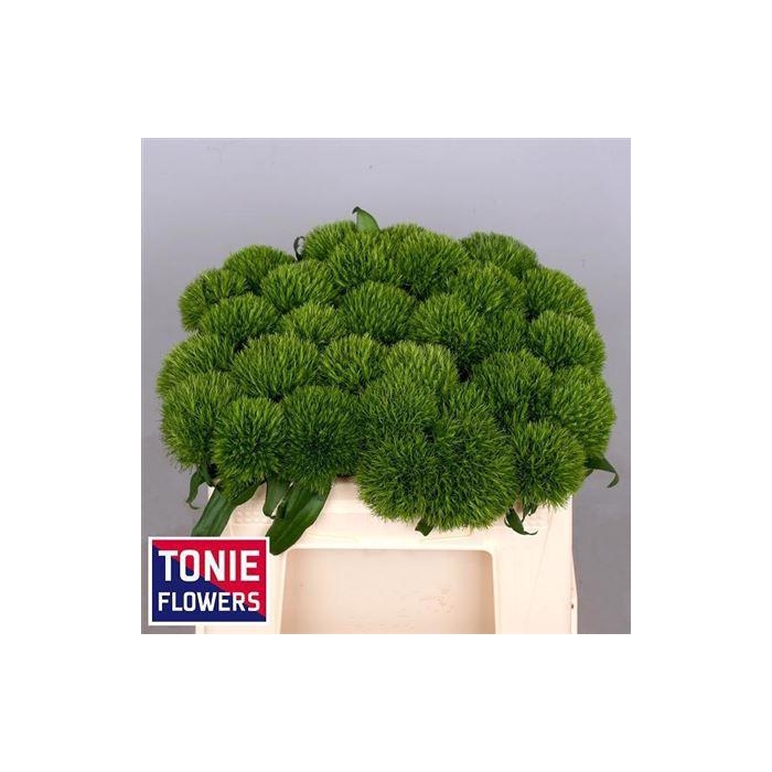 <h4>Di Barb Kiwi Mellow</h4>