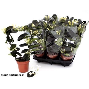 ** Steph Fl Ov 6-9+ Spring Deal*