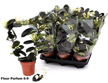 <h4>** Steph Fl Ov 6-9+ Spring Deal*</h4>