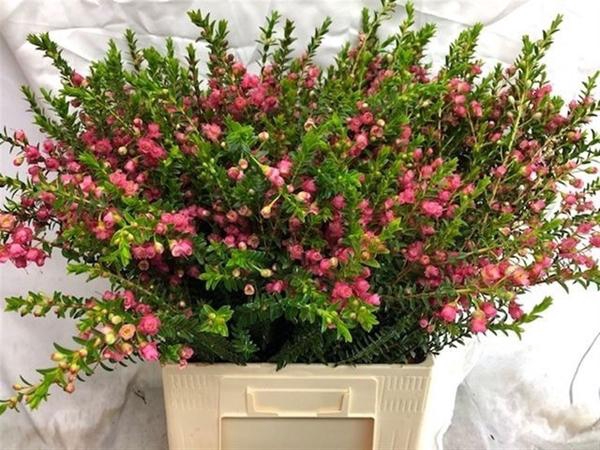 <h4>CHAMECORDIA REY</h4>