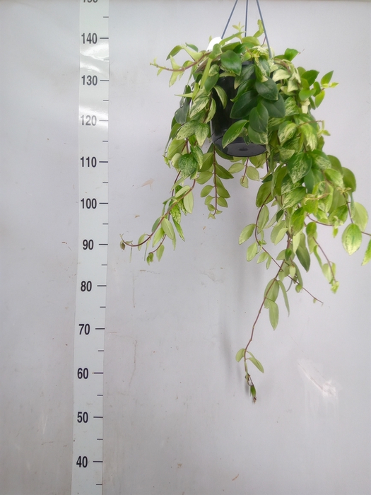 <h4>Aeschynanthus lobb. 'Variegatus'</h4>
