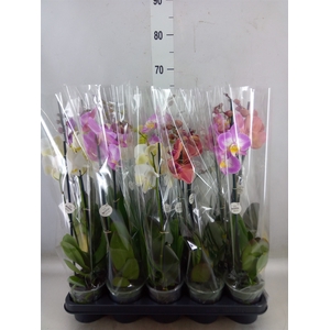 Phalaenopsis   ...mix