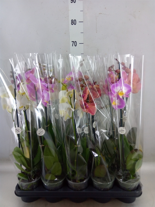 <h4>Phalaenopsis   ...mix</h4>