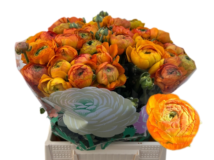 <h4>RAN AAZUR ORANGE</h4>