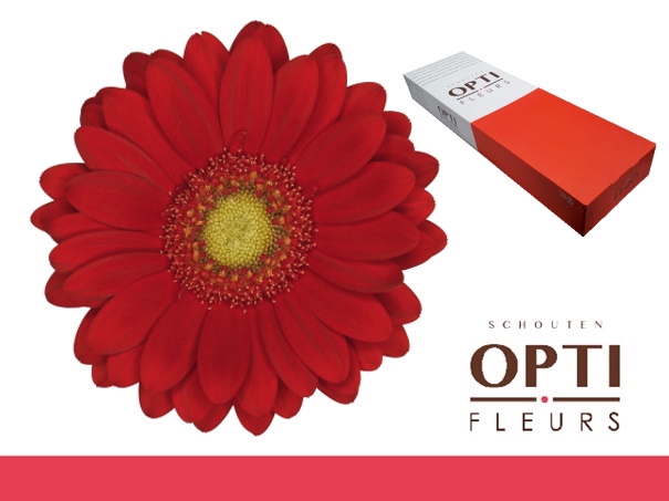 <h4>Germini Lipstick Doos</h4>