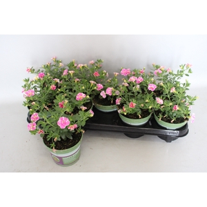 Calibrachoa Double Loopy Rose