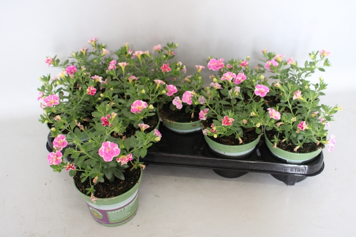 <h4>Calibrachoa Double Loopy Rose</h4>