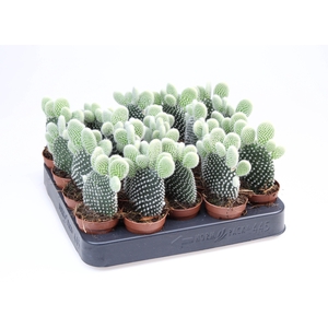 Opuntia Microdasys Albata