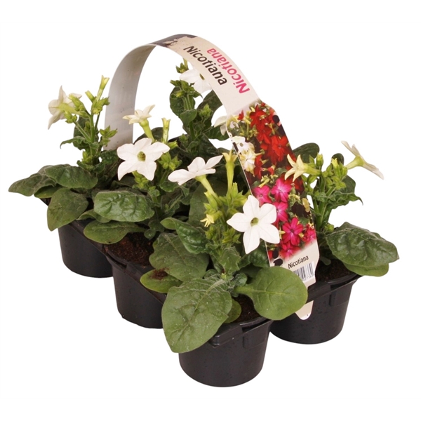 <h4>Nicotiana wit 6p</h4>