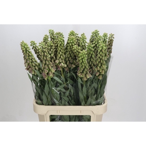 Fritillaria Persica Magic Bells