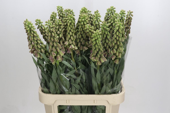 <h4>Fritillaria Persica Magic Bells</h4>