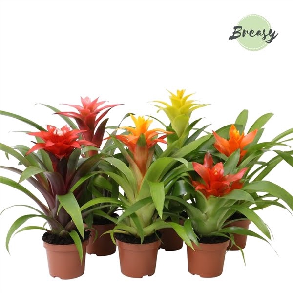 <h4>Guzmania Cupcake</h4>