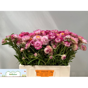 HELICHRYSUM OV