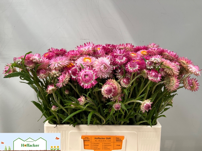 <h4>HELICHRYSUM OV</h4>