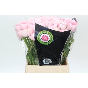 Ranunculus Clooney Lady Extra
