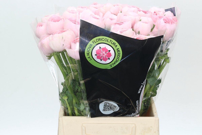 <h4>Ranunculus Clooney Lady Extra</h4>