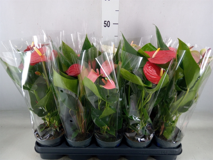 <h4>Anthurium   ...mix</h4>