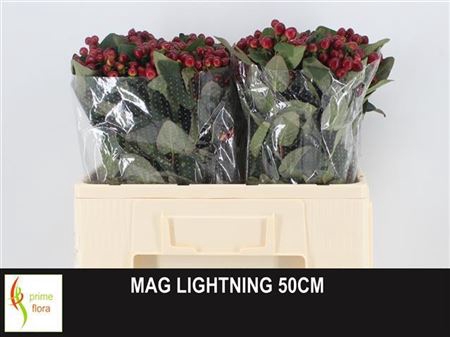 HYP MAG LIGHTNING