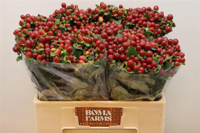 <h4>HYP MAG SEASONS</h4>