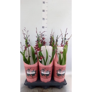 xBurrageara  'Barrocco Red'