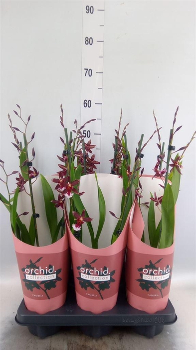 <h4>xBurrageara  'Barrocco Red'</h4>