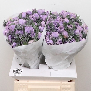 Anemone Powder Lavendel