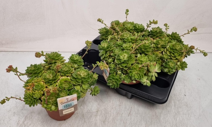 <h4>ECHEV AFFINIS</h4>