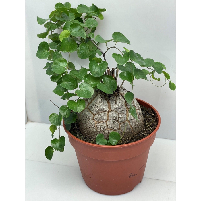 <h4>DIOSCOREA ELEPHANTIP</h4>