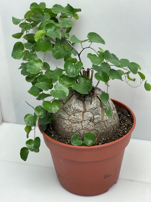 <h4>DIOSCOREA ELEPHANTIP</h4>