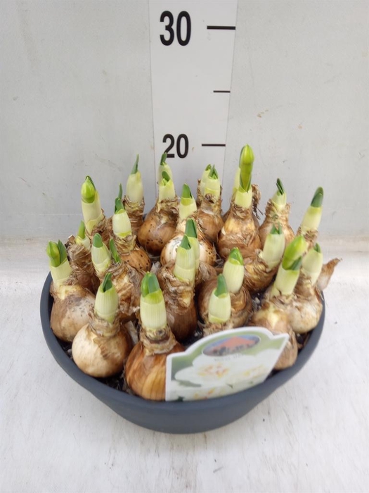 <h4>Narcissus DU 'Abba'</h4>