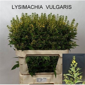 Lysim Vulgaris