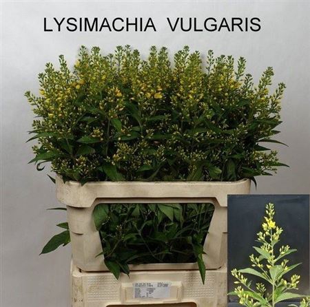 <h4>Lysim Vulgaris</h4>