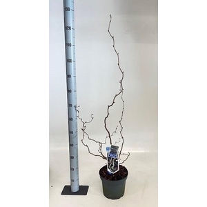 CORYLUS RED MAJESTIC