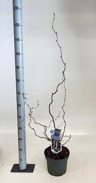 <h4>CORYLUS RED MAJESTIC</h4>