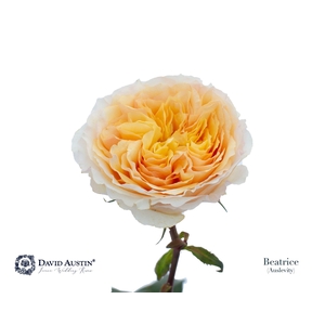 Rosa GR 'David Austin Beatrice'