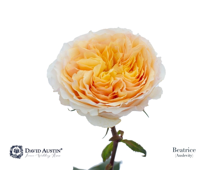 <h4>Rosa GR 'David Austin Beatrice'</h4>