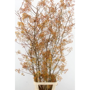 ROSA MAG GOLD 180CM