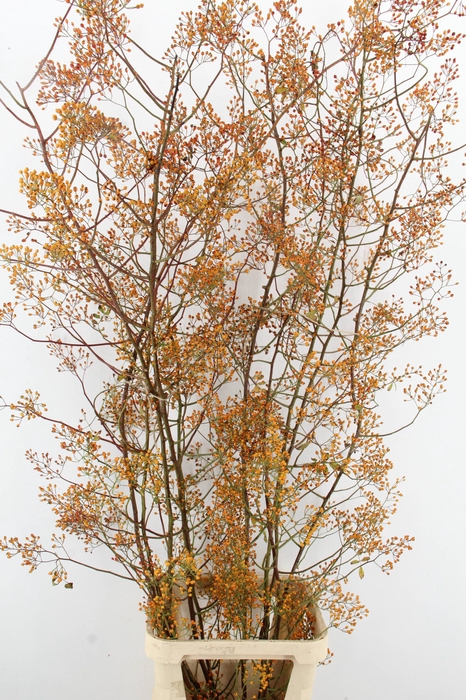 <h4>ROSA MAG GOLD 180CM</h4>