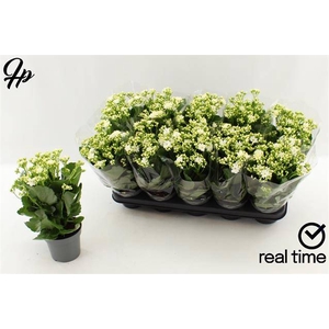 KALAN CALAN WHITE PERFECTA P12