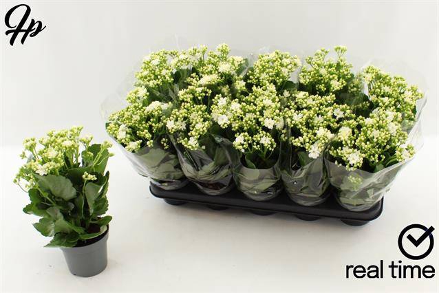<h4>KALAN CALAN WHITE PERFECTA P12</h4>