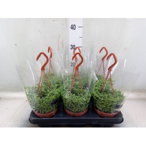 Senecio herreianus