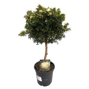 Myrtus communis