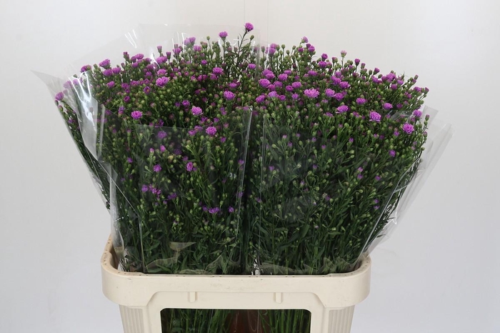 <h4>Aster Casarosa</h4>