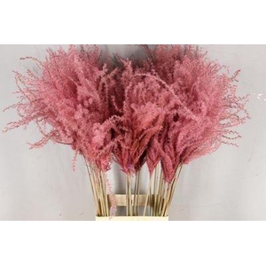 Dried Miscanthus Pink 90cm