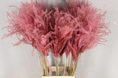 Dried Miscanthus Pink 90cm