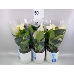 Anthurium  'Karma White'