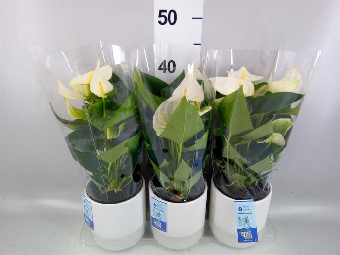 <h4>Anthurium  'Karma White'</h4>