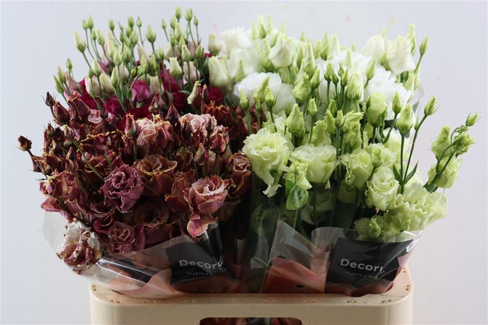 <h4>Eus G Christmas Mix</h4>